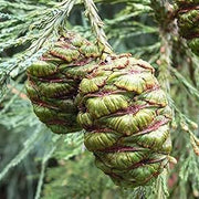 Giant Sequoia Seeds, Herbal