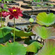 Red Sacred Lotus Seeds