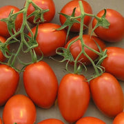 Roma VF Tomato Seeds