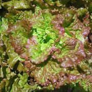 Prizehead Green Brown Lettuce Seeds