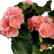 Compact Pink Rieger Begonia Seeds