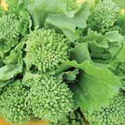 Rapini Broccoli Raab Seeds
