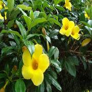Drought-Tolerant Allamanda Seeds