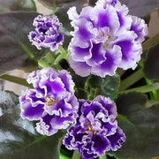 Exotic Purple African Violet Seeds