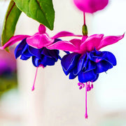 Blue Purple Fuchsia Seeds