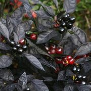 Black Hawk Ornamental Pepper Seeds