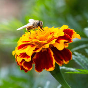 Durango Bee Marigold Seeds