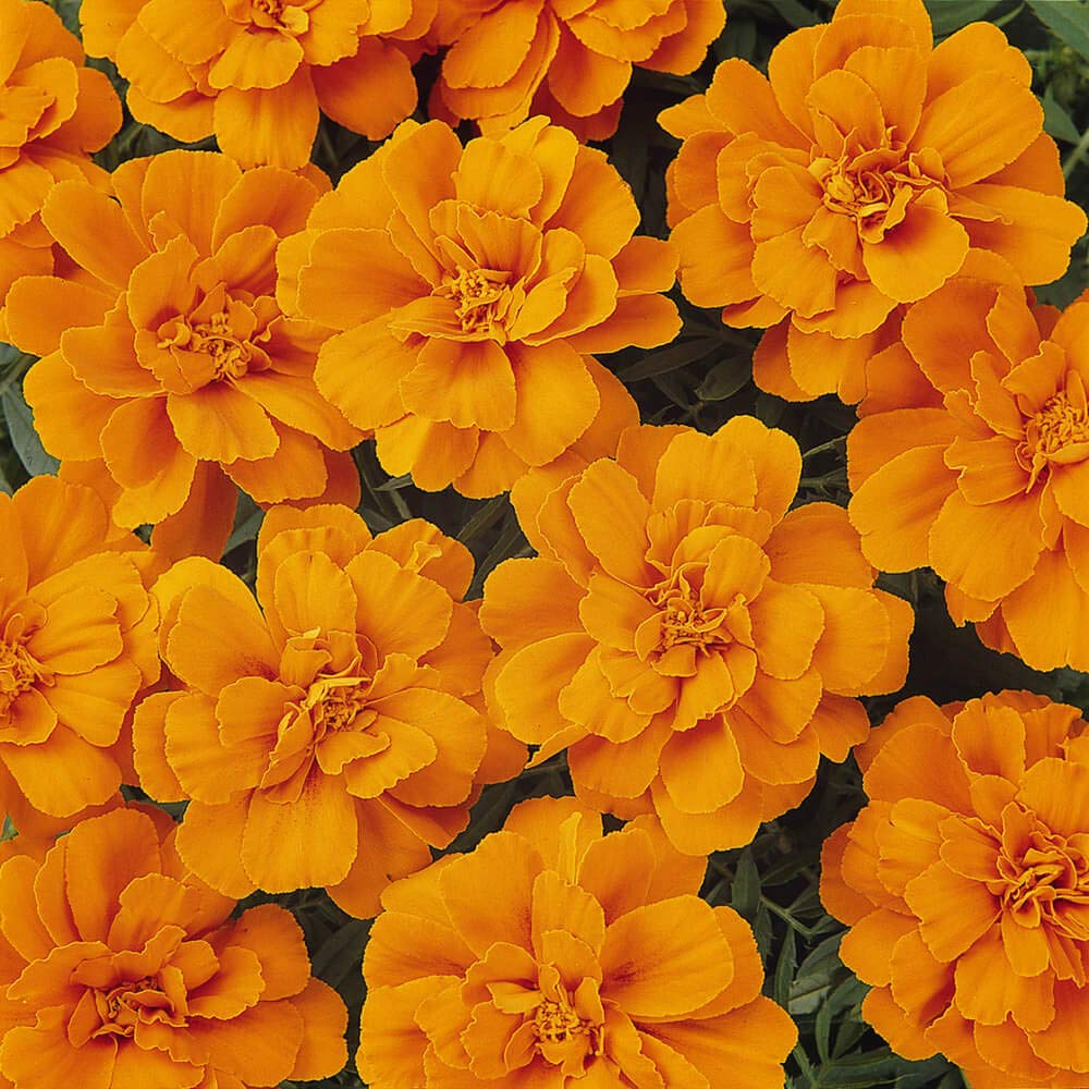 Durango Tangerine Marigold Seeds