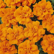 Durango Tangerine Marigold Seeds