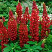 Maroon Wildflower Mix Lupine Seeds