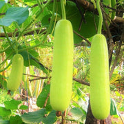 Long Calabash Gourd Seeds