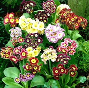 Auricula Primrose Seeds