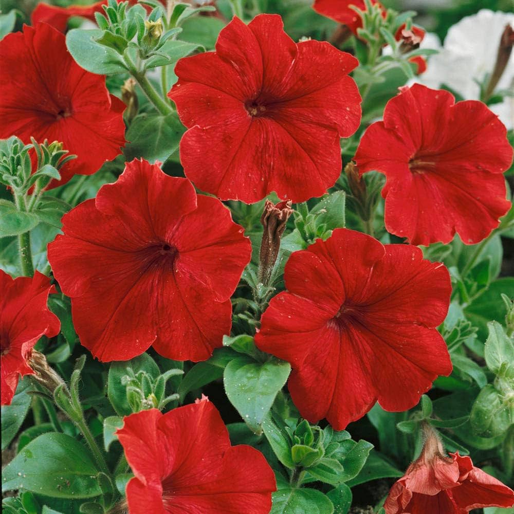 Red Color Petunia Seeds