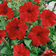 Red Color Petunia Seeds