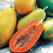 Red Lady Papaya Seeds