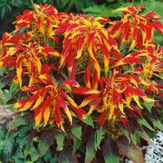 Perfecta Rainbow Amaranthus Seeds