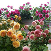 Mix Climbing Rose Seeds