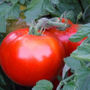 Balkon Red Tomato Seeds
