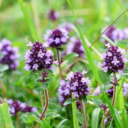 Lemon Thyme Seeds - Herbal Seeds