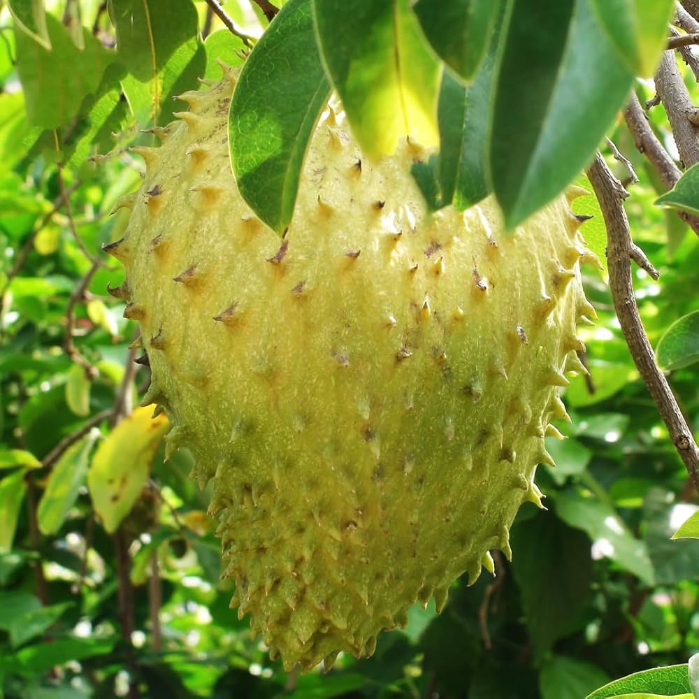 Pale Seeds, Annona muricata