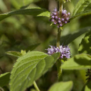 Pennyroyal Mint Seeds, Herbal