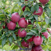 Burgundy Apple Seeds
