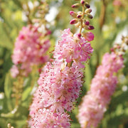 Pink Summersweet Seeds