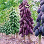 Mixed Papaya Seeds