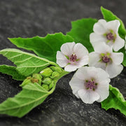 White Althaea Marshmallow Seeds, Herbal