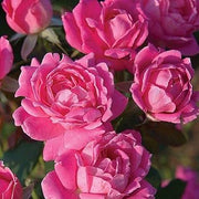 Pink Rose Seeds