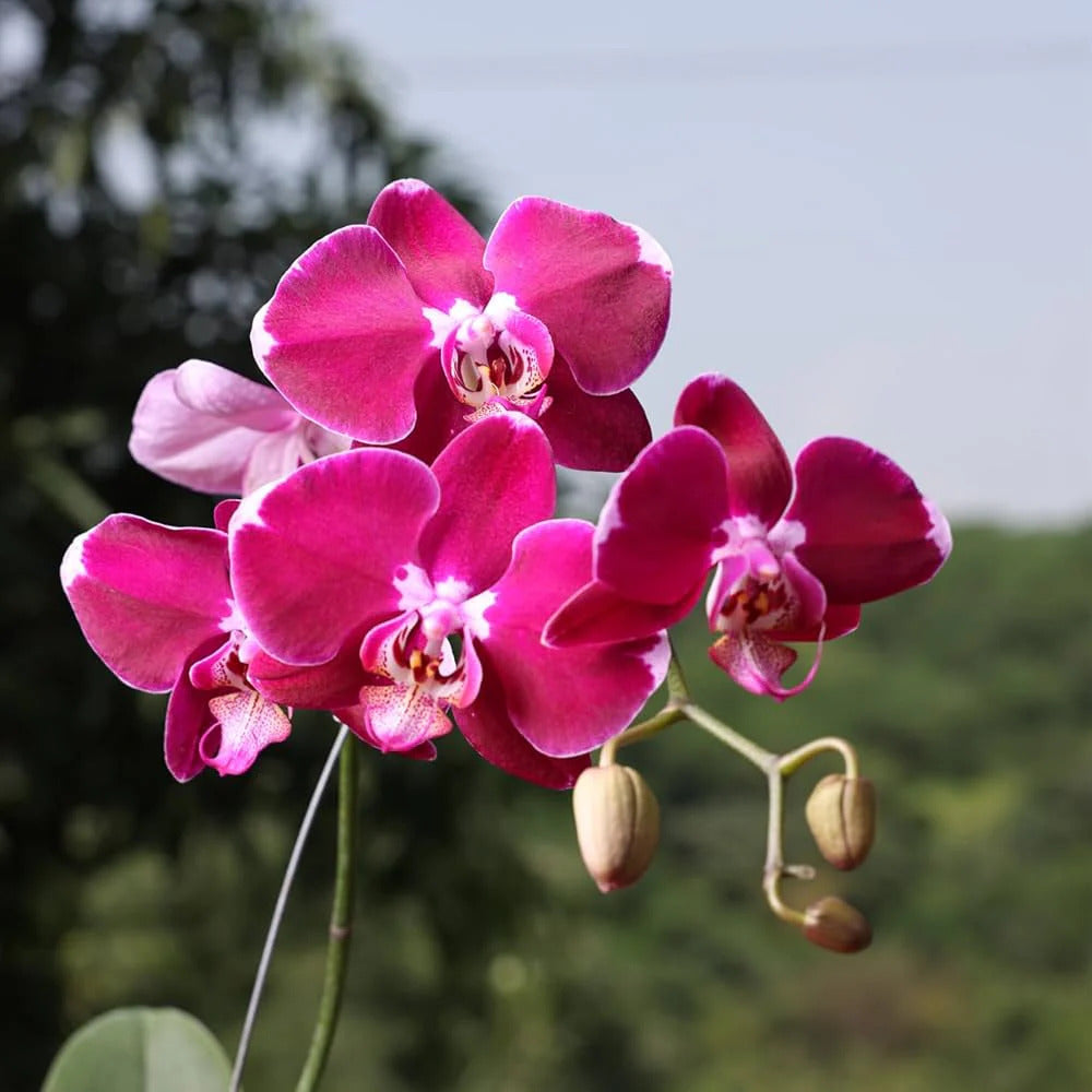 Phalaenopsis Orchid Seeds