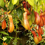 Giant Monkey Cup Seeds