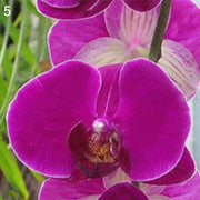 Purple Cymbidium Orchid Seeds