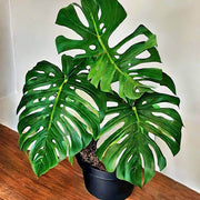 Deliciosa Monstera Seeds