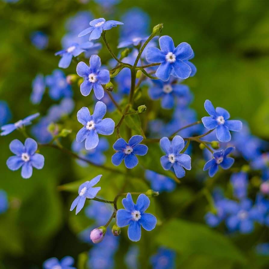 Heirloom Wildflower Myosotis Alpestris Seeds
