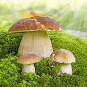 Brown Mushroom Seeds