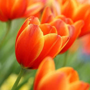 Deep Orange Tulip Seeds