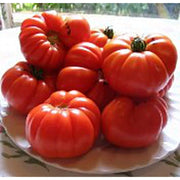 Aussie Paste Tomato Seeds