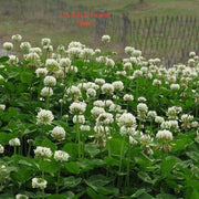 Dutch White Clover Seeds