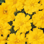 Durango Yellow Marigold Seeds