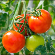 Reisenden Tomato Seeds