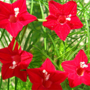 Ipomea Quamoclit Cypress Vine Seeds