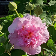 Mutabilis Hibiscus Seeds