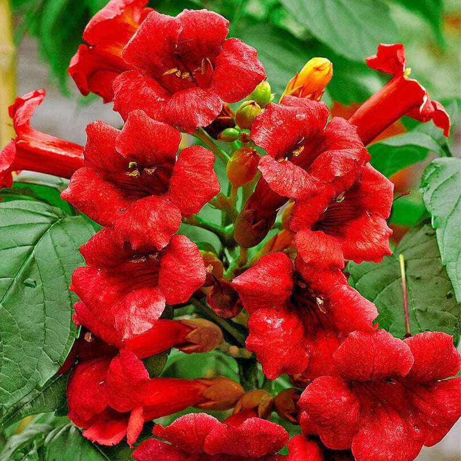 Hummingbird Trumpet Vine Seeds, Dark Red