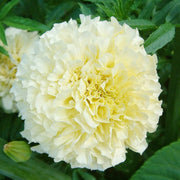 American Eskimo Marigold Seeds