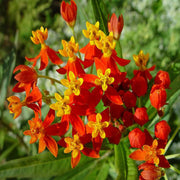Tropical Milkweed Seeds