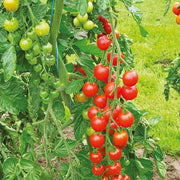 Rosalita Cherry Tomato Seeds