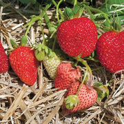 Albion Strawberry Seeds