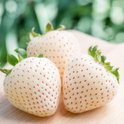Pineberry White Strawberry Seeds