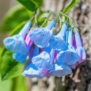 Virginia Bluebells Mertensia Virginica Seeds